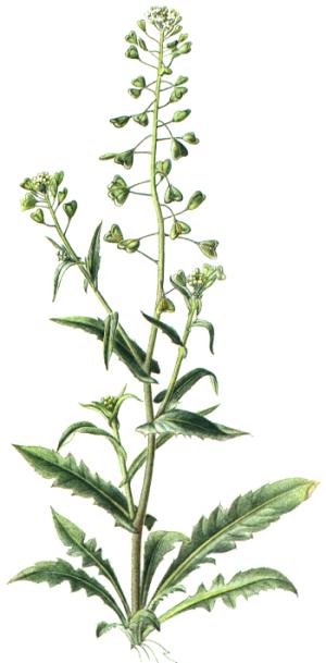Capsella bursa-pastoris