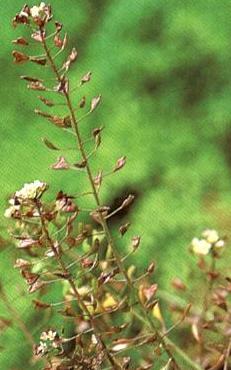 Capsella bursa-pastoris