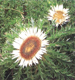Carlina acaulis