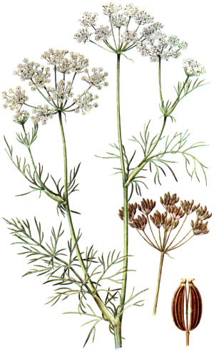 Carum carvi