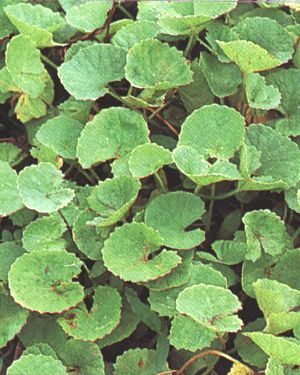 Centella asiatica