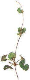 Centella asiatica