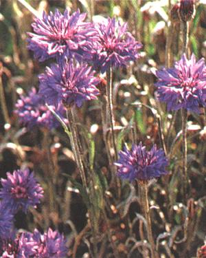 Centaurea cyanus