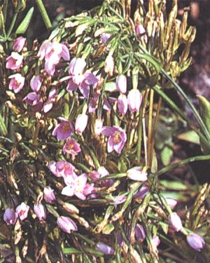 Centaurium erythraea