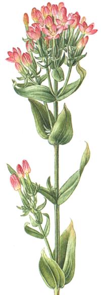 Centaurium erythraea
