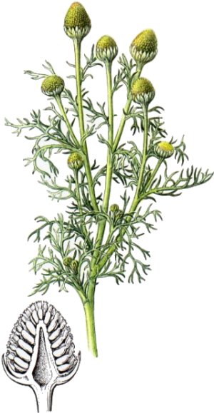 Chamomilla suaveolens