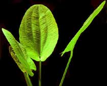 Echinodorus macrophyllum
