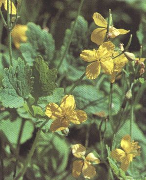 Chelidonium majus