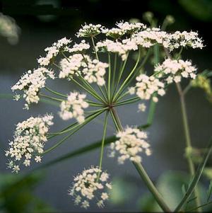 Cicuta virosa
