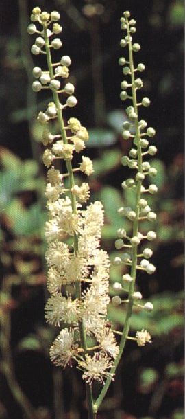 Cimicifuga racemosa
