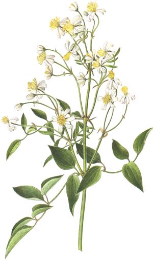 Clematis recta