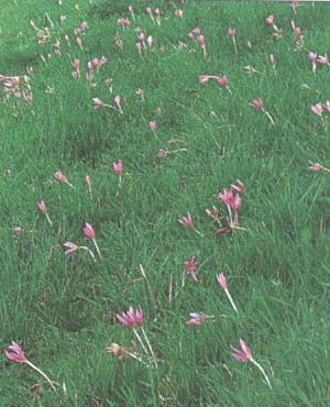 Colchicum autumnale