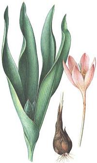 Colchicum autumnale
