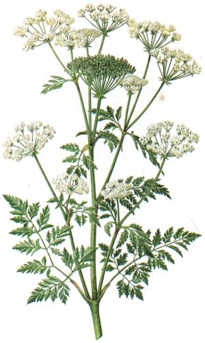 Conium Maculatum