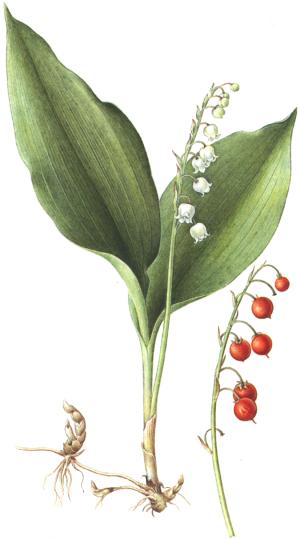 Convallaria majalis