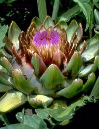 Cynara sp.