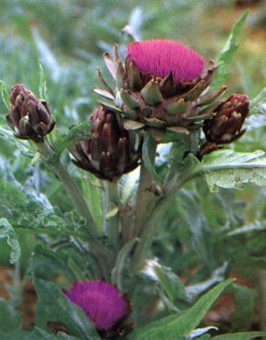 Cynara scolymus