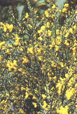Cytisus scoparius