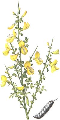 Cytisus scoparius