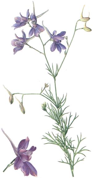 Delphinium consolida