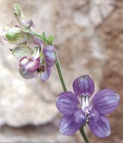 Delphinium staphisagria