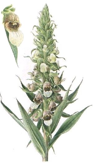 Digitalis lanata