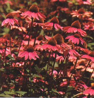 Echinacea purpurea