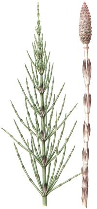 Equisetum arvense