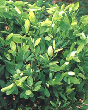 Erythroxylum coca