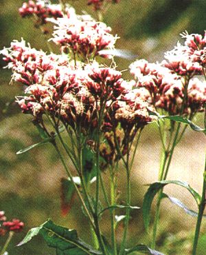 Eupatorium cannabinum