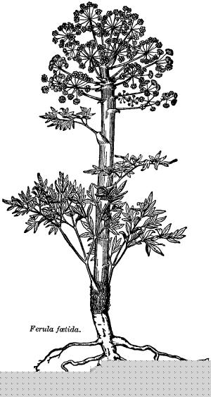 Ferula assafoetida
