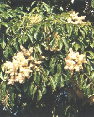 Fraxinus ornus
