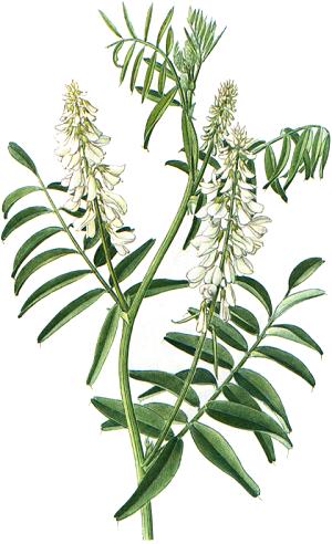 Galega officinalis