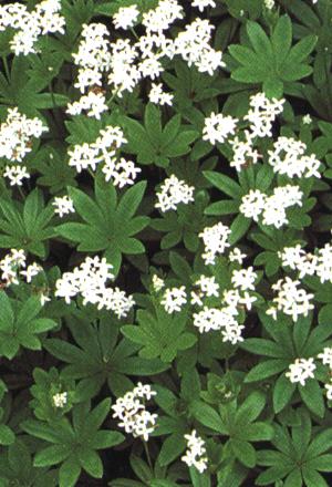 Galium odoratum