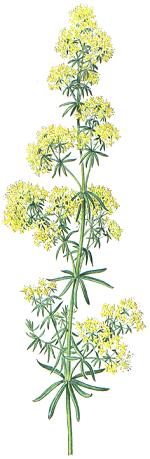 Galium verum