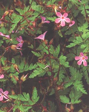 Geranium robertianum