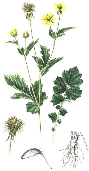 Geum urbanum