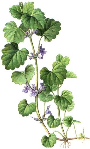 Glechoma hederacea
