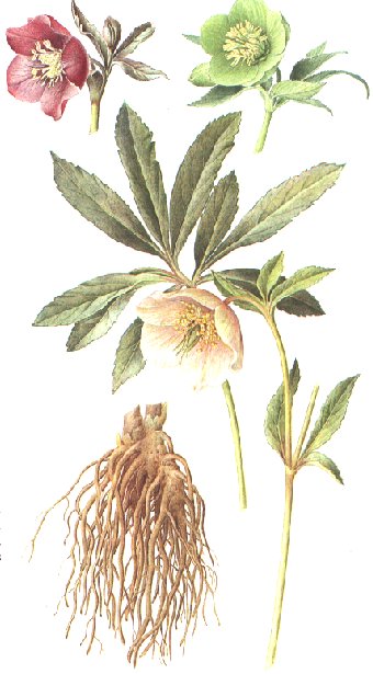 Helleborus niger