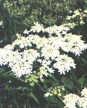 Heracleum sphondylium