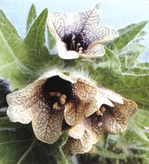 Hyoscyamus niger