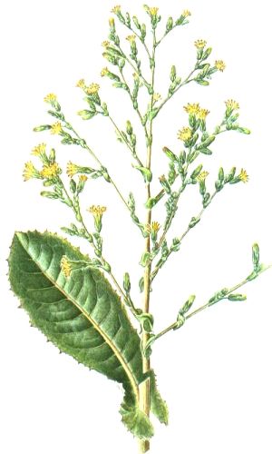 Lactuca virosa