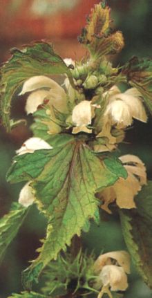 Lamium album