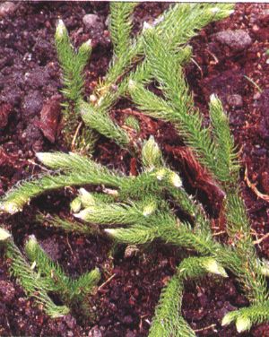 Lycopodium clavatum