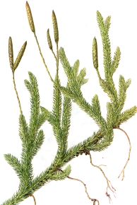 Lycopodium clavatum