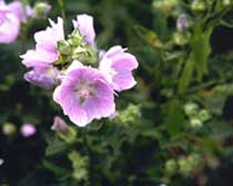 Malva silvestris