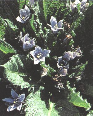 Mandragora officinarum
