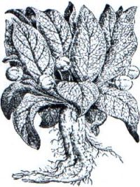 Mandragora officinarum
