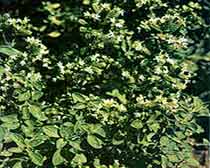Origanum majorana