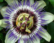 Passiflora spp